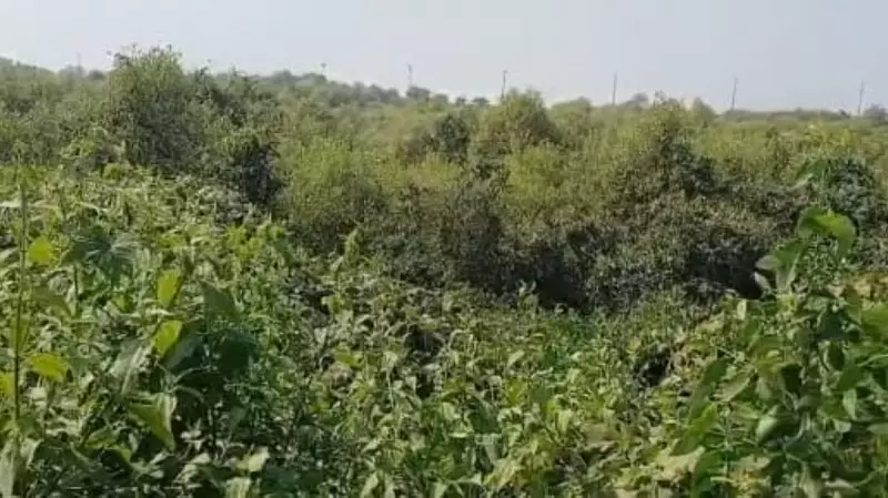 10,000 Buried Mangroves in Uran Defy Destruction, Resurrect