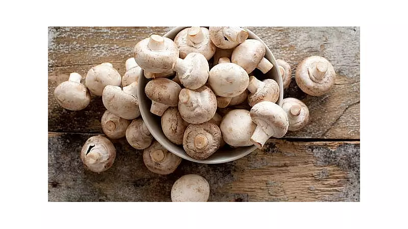 131 Child Labourers Rescued from Raipur Mushroom Factory