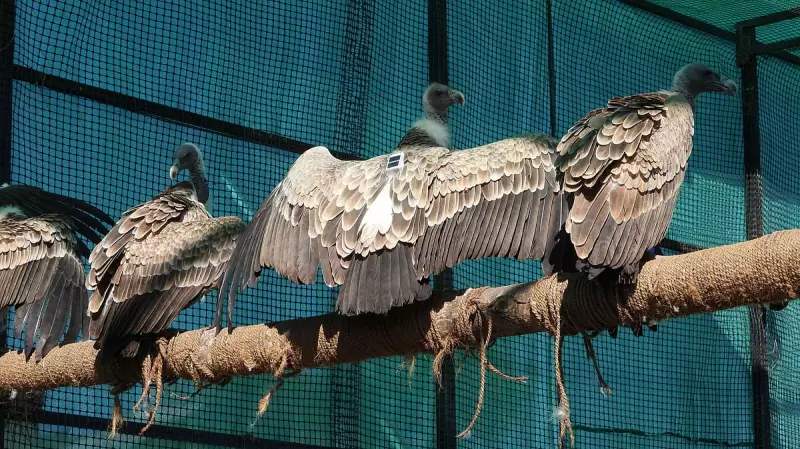 15 Long-Billed Vultures Tagged at Melghat Tiger Reserve in Conservation Milestone