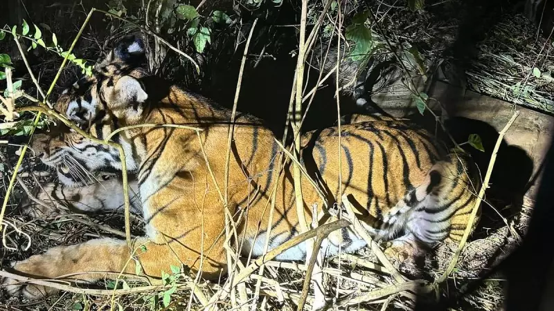 15 Tigers Rescued in Karnataka's Mysuru & Chamarajanagar in One Month