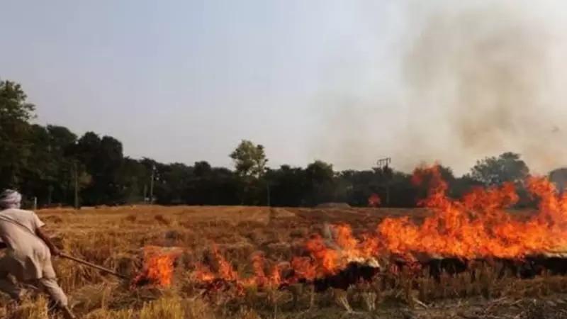 155 Farm Fires in Punjab Despite SC Directive on Stubble Burning