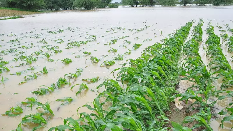 2 Years of Abnormal Monsoon Plunge North Karnataka Farmers Into Crisis