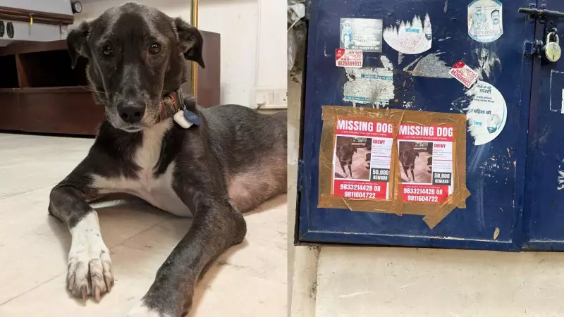 25-Day Delhi Dog Rescue: How 60 Volunteers Brought Chewy Home Against All Odds
