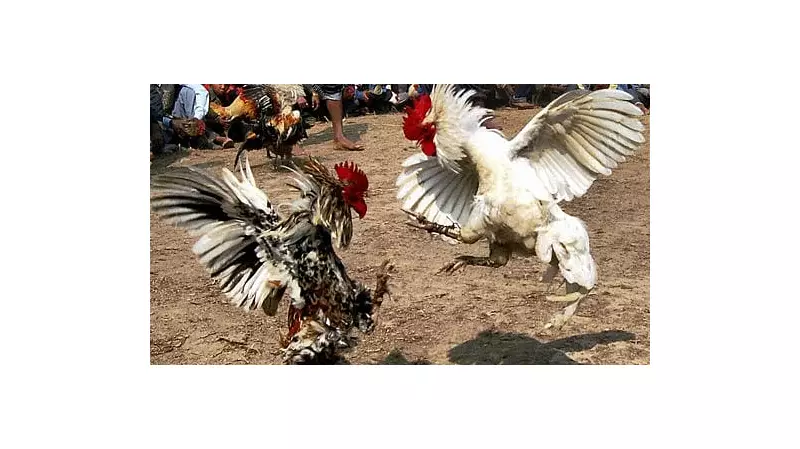 27 Booked in Karnataka Cockfight Raid, Includes Ex-MLA & BJP Leader