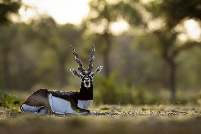 28 Blackbucks Die at Karnataka Zoo, Probe Ordered