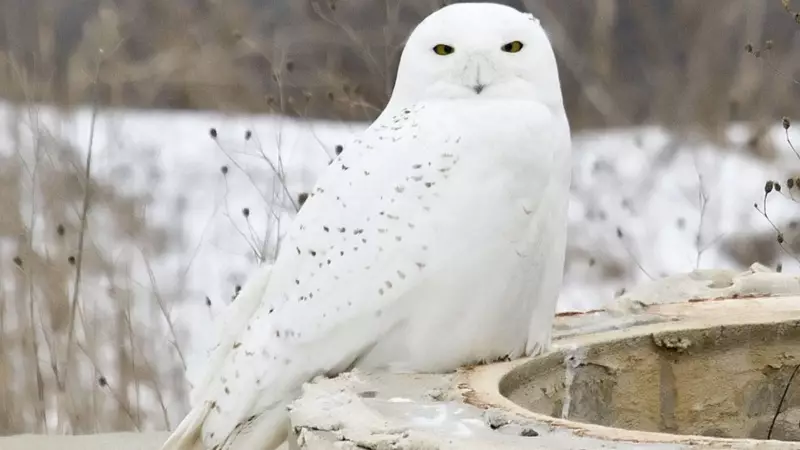 3 Arctic Animals That Master the Art of Snow Camouflage
