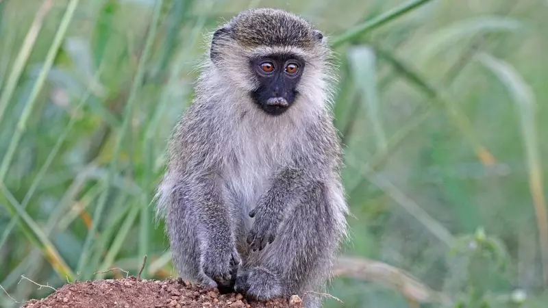 3 Wild Animals That Consume Alcohol: From Fruit Flies to Monkeys