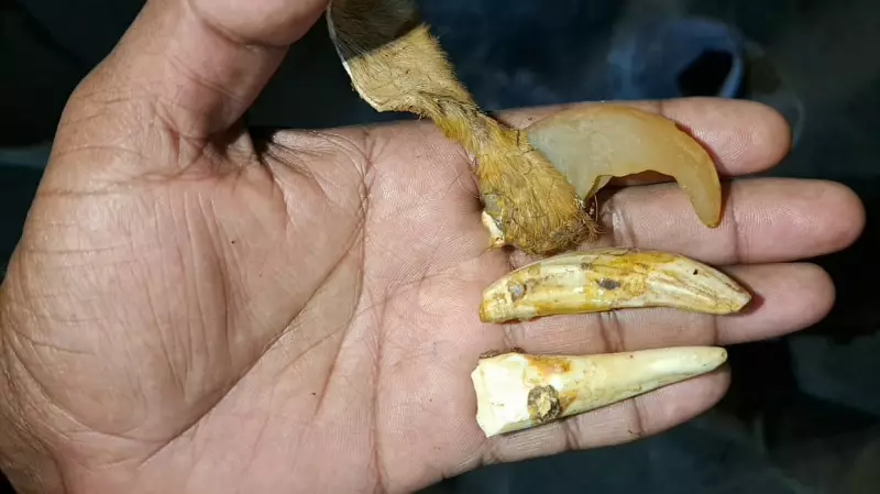 37 Suspected Tiger Skins, 133 Claws Found in Gujarat Temple During Repairs