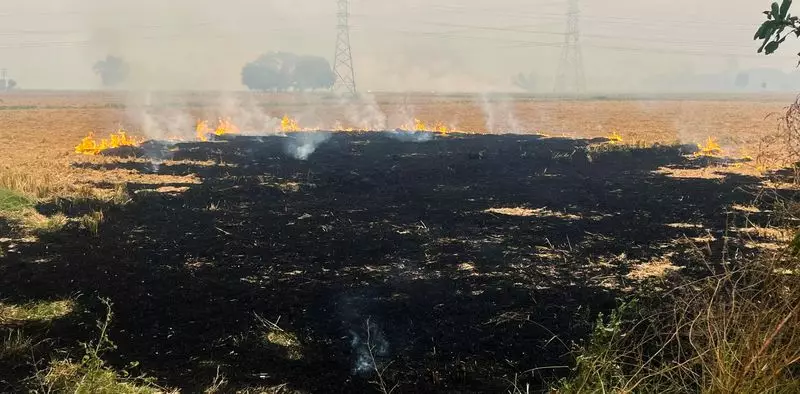 440 Fresh Farm Fires Push Punjab's Stubble Burning Count to 4,062