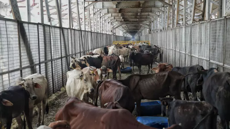 46-Year-Old Cattle Transporter Lynched Near Jharkhand-Bihar Border, Family Alleges Religious Motive