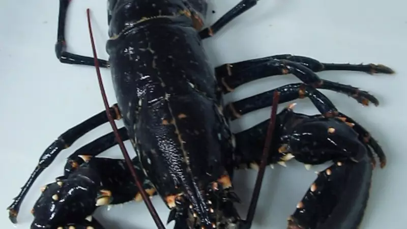 5 Animals That Defy Ageing: From Immortal Jellyfish to 500-Year-Old Clams