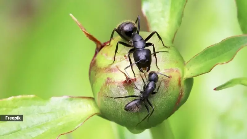 5 Longest Living Insects: Termite Queens Live Over 50 Years