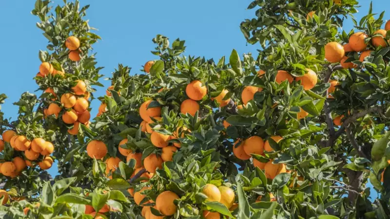 6 Amazing Health Benefits of Eating Oranges Daily in Winter