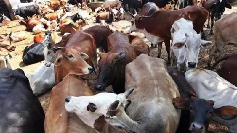 6 Cattle Smugglers Arrested in UP's Ghazipur After Police Shootout