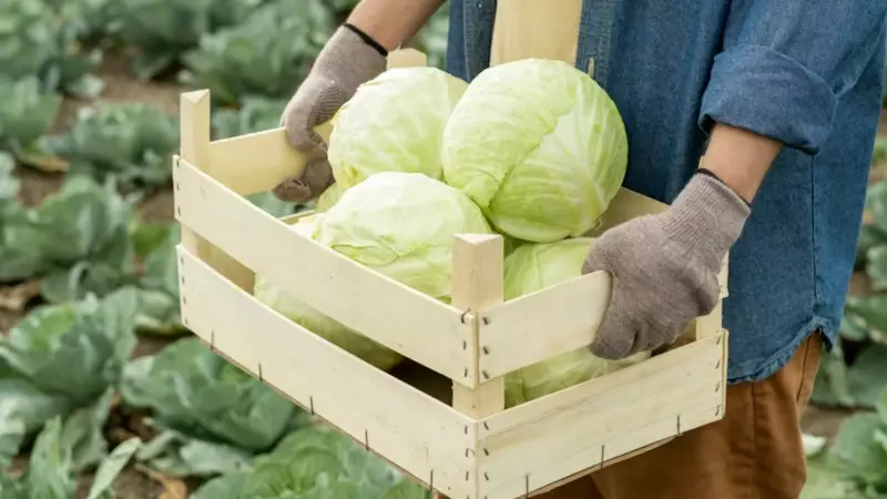 7 Amazing Health Benefits of Cabbage When Cooked Properly