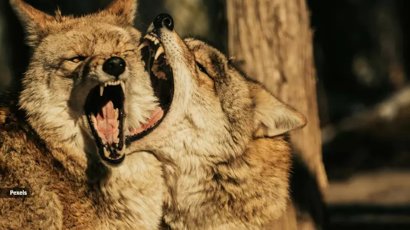 7 Animals That Punish Rule-Breakers: Nature's Social Justice