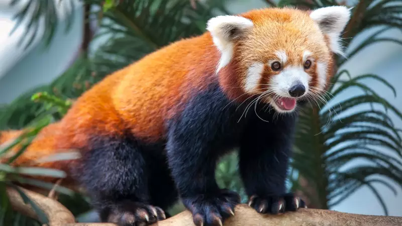 7 Animals with Totally Misleading Names: Red Panda, Guinea Pigs & More