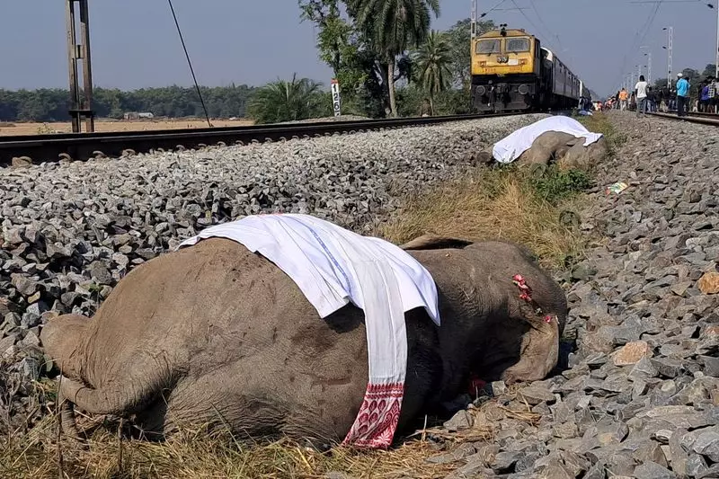 7 Elephants Killed, Train Derails in Assam's Devastating Wildlife Tragedy
