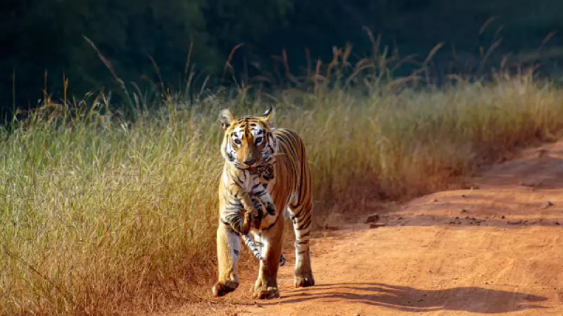 7-Year-Old Male Tiger Rescued in Karnataka; Search for Tigress, Cubs Continues