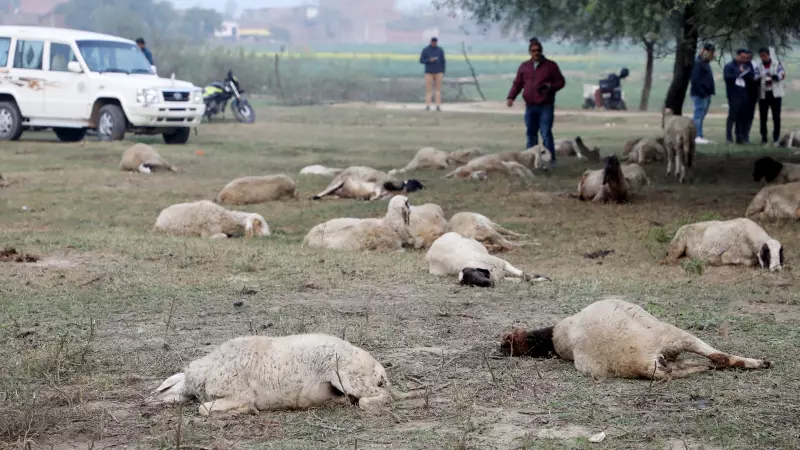 71 Sheep Dead in Lucknow Near Rashtra Prerna Sthal, CM Yogi Orders Probe