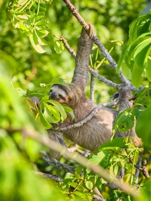 8 Slowest Animals on Earth: Nature's Most Deliberate Creatures