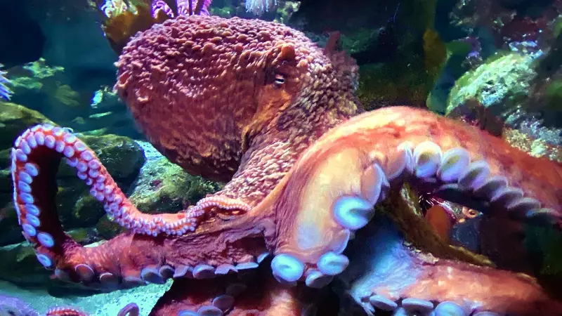 9 Smartest Animals on Earth: Surprising Intelligence Beyond Humans