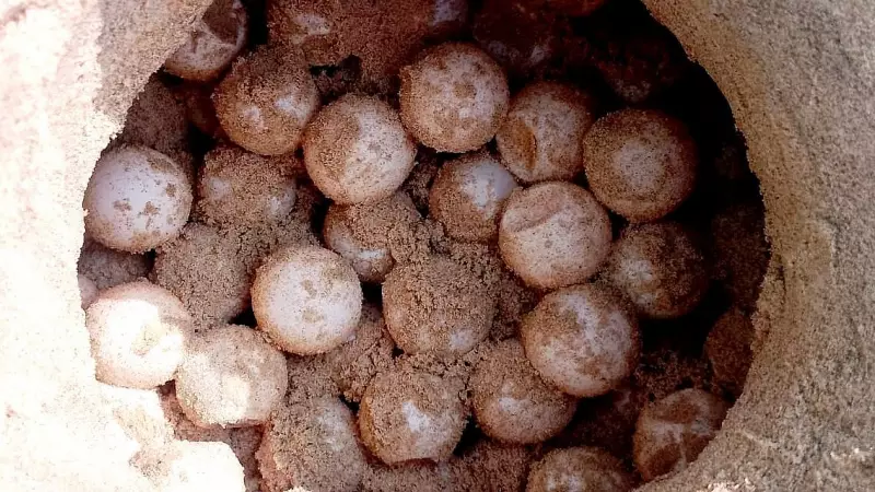 94 Olive Ridley Turtle Eggs Secured in Karnataka's Kumta Coast