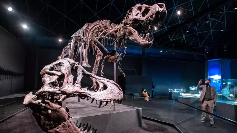 Abu Dhabi's Natural History Museum Opens Nov 22: Journey Through 13.8 Billion Years!