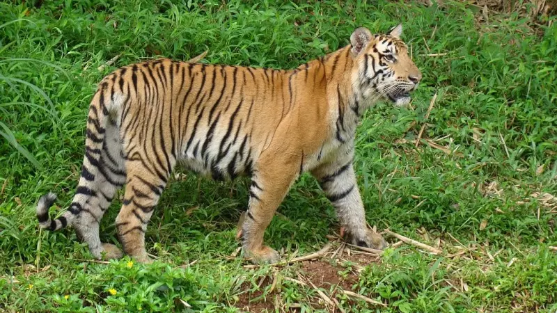 Aged Nagarahole Tigress Rescued, Shifted to Bannerghatta After Canine Wear