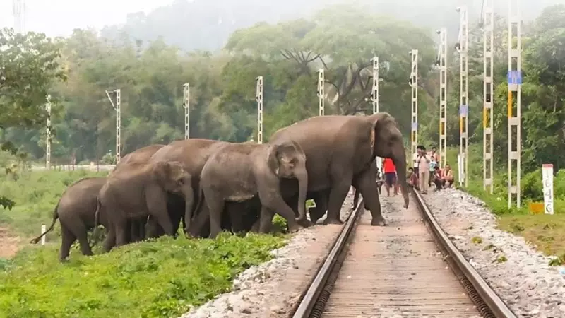 AI-Powered Intrusion Detection System to Prevent Elephant Deaths on Railway Tracks in India