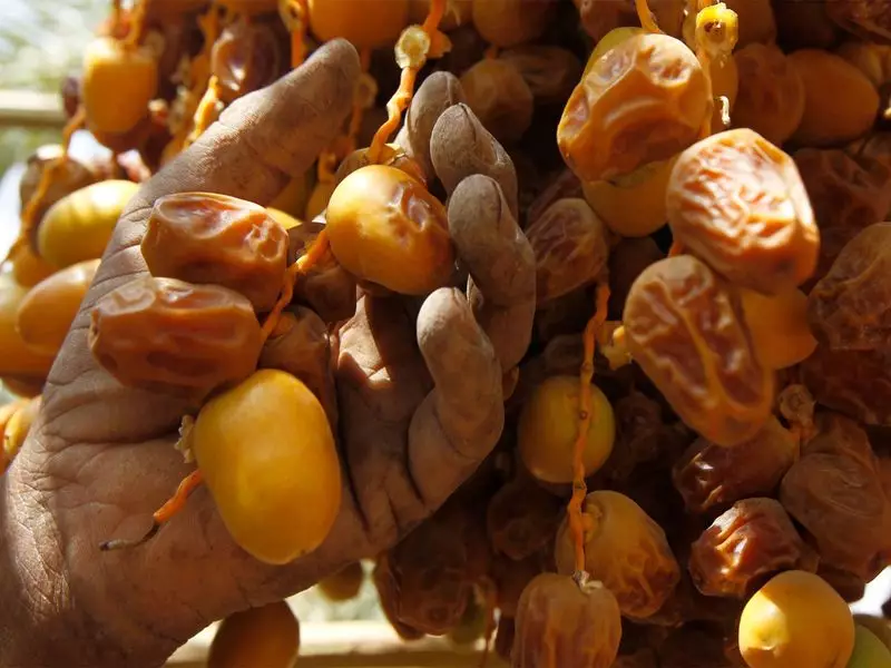 Al Dhafra Dates Festival Returns: A Cultural Extravaganza Celebrating UAE's Heritage