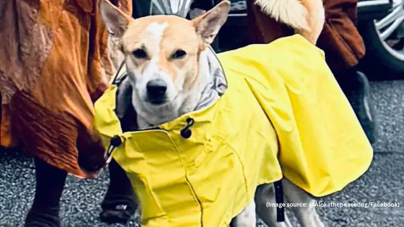 Aloka's 2,300-Mile Peace Walk: From Indian Streets to the White House