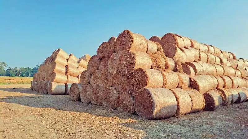 Ambala Farmers Avoid Stubble Burning on 2.45 Lakh Acres, Seek Incentives