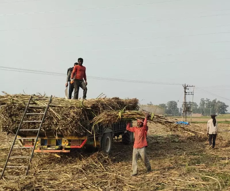 Ambala Sugarcane Farmers Face Payment Crisis: Mills Owe ₹50 Crore