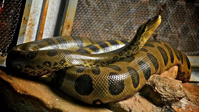 Anaconda's 12-Million-Year Secret: Why These Giants Never Changed Size