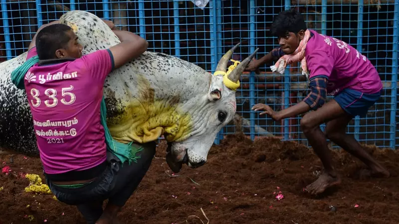 Assam Moves to Legalize Traditional Buffalo Fights on November 25