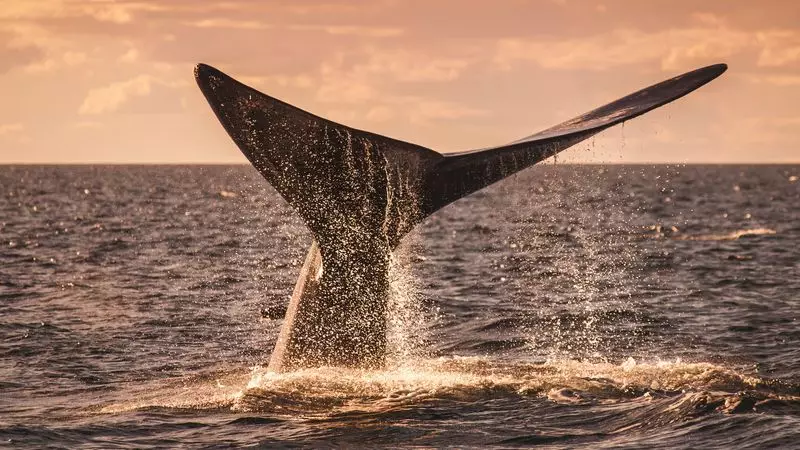 Atlantic's Rare Whale Population Shows Remarkable Recovery - Hope for Endangered Species
