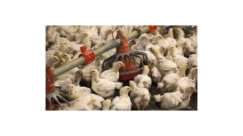 Avian Flu Confirmed in Kerala: Alappuzha, Kottayam Districts on Alert