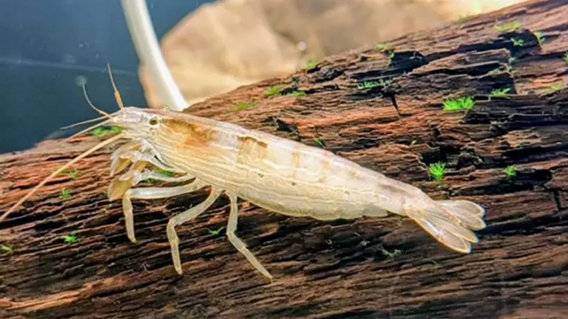 Bamboo Shrimp Rediscovered in India After 72 Years in Karnataka & Odisha