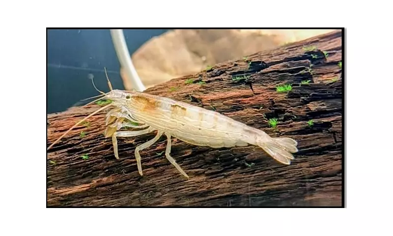 Bamboo Shrimp Rediscovered in Karnataka After 70-Year Vanishing Act