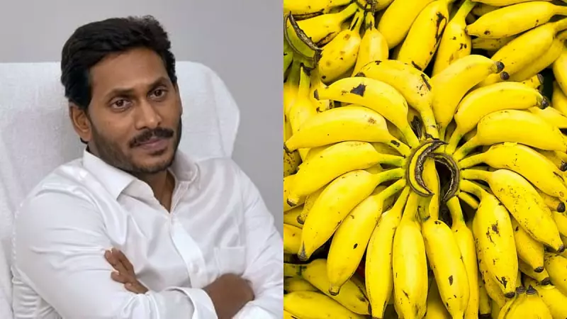 Banana Prices Crash to 50 Paise per Kg in Andhra Pradesh, Jagan Calls it Cruel