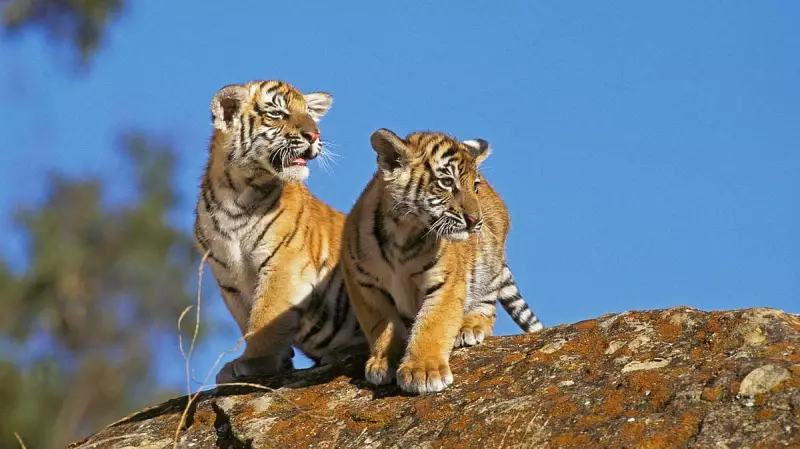 Bannerghatta Biological Park Welcomes Two Adorable Tiger Cubs in Bengaluru
