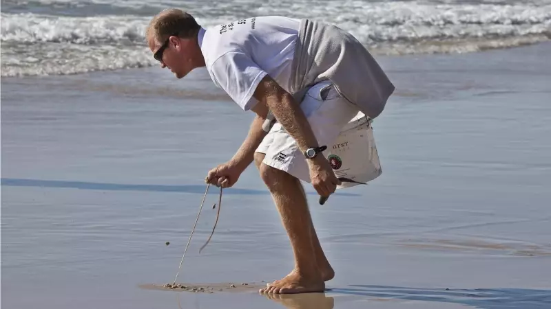 Beach Worms: Australia's 300cm Long Sand Dwellers Revealed