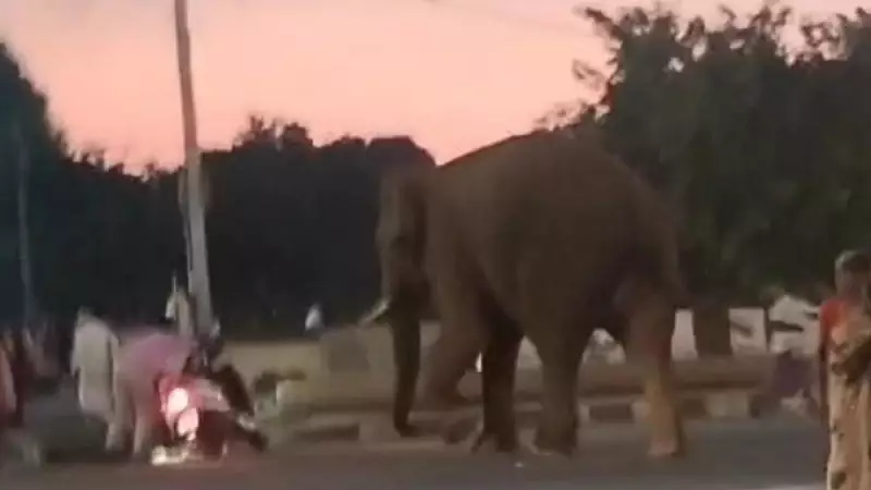 Bee Attack Sparks Elephant Rampage in Gundlupet Town, Creates Panic