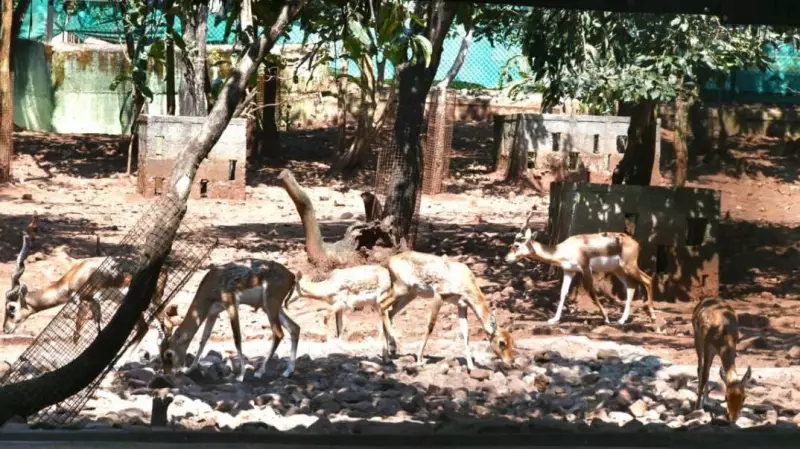 Belagavi Zoo Blackbuck Tragedy: Haemorrhagic Septicaemia Confirmed