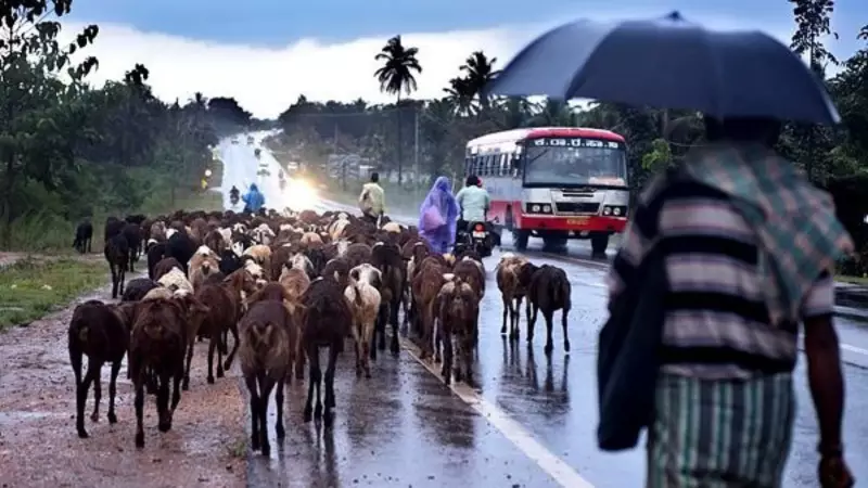 Bengaluru Braces for More Rain: IMD Issues Weather & Traffic Advisory for IT City