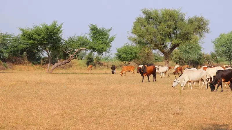 Bengaluru Land Mafia Forges Deputy Commissioner's Signature in Bold 1-Acre Yelahanka Grab