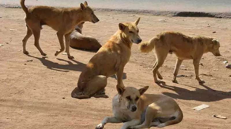 Bengaluru Morning Walk Turns Horrific: Jayanagar Resident Bitten by 7 Stray Dogs