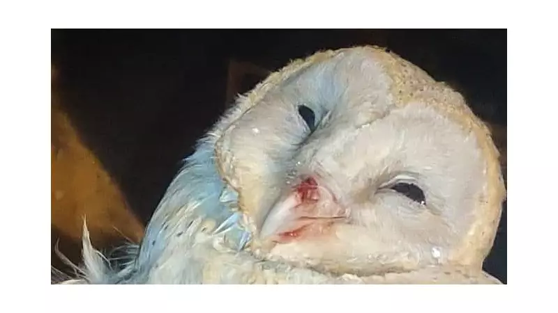 Bengaluru Urges Citizens to Protect Urban Wildlife, Save 185 Species