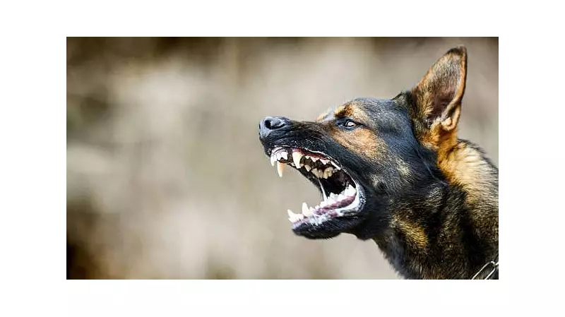 Bengaluru's Doddanekkundi Area Reels Again: Third Dog Attack in Three Months Sparks Safety Crisis